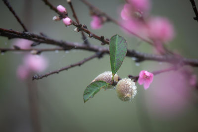 Close-up of pink flowering plant