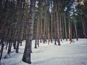 Trees in snow covered forest