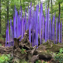Panoramic view of lizard in forest
