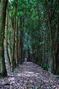 Trees in forest