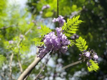 Close-up of purple flowering plant