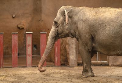 Elephant in zoo