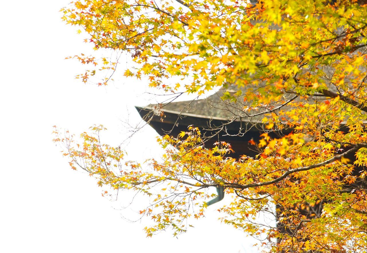 tree, branch, low angle view, autumn, growth, yellow, leaf, change, nature, beauty in nature, season, clear sky, orange color, outdoors, day, flower, no people, twig, sky, sunlight