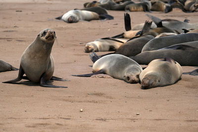 Cape cross seal reserve, namibia