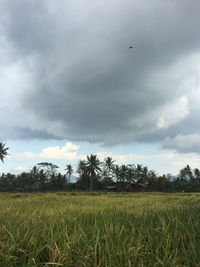 Scenic view of field against sky