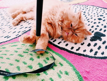 Close-up of cat lying on floor