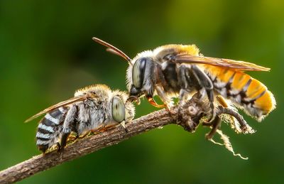 Close-up of bees perching on stem