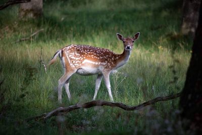 Portrait of spotted deer standing on grassy field