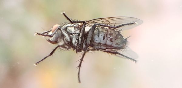 Close-up of fly on plant