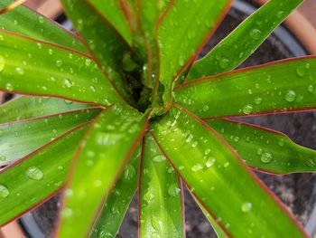 Close-up of raindrops on leaves