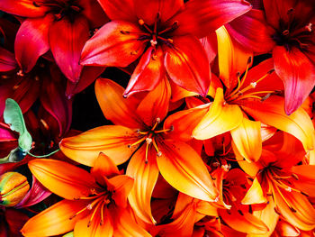 Full frame shot of orange lilies blooming in park