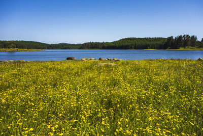 Yellow flowers growing on field by lake against sky