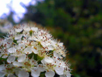 Close-up of white flowers blooming outdoors