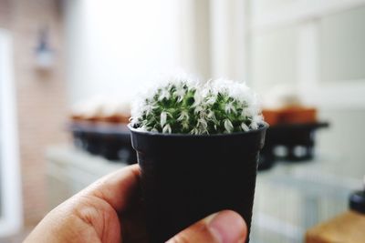 Close-up of hand holding potted plant