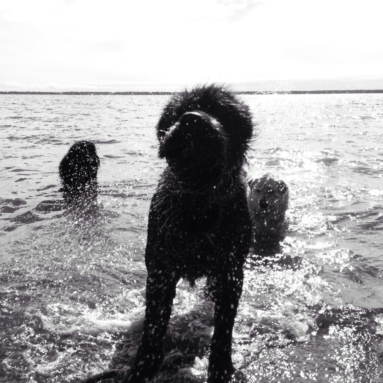 one animal, water, animal themes, dog, pets, sea, mammal, domestic animals, beach, horizon over water, shore, nature, silhouette, standing, black color, tranquility, sky, tranquil scene, outdoors, beauty in nature