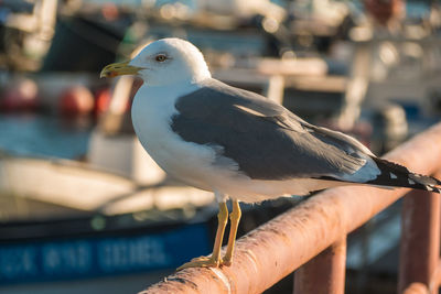 Close-up of seagull perching