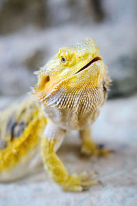 Close-up of a lizard
