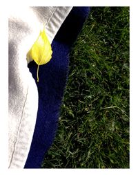 Close-up of yellow leaf on grass