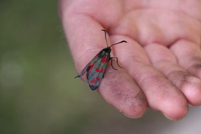 Close-up of butterfly on hand