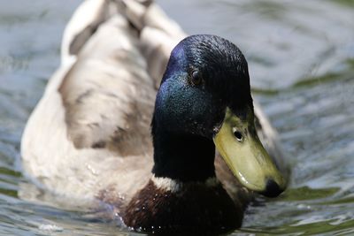 Close-up of duck swimming in lake