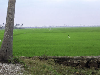 Scenic view of agricultural field against sky