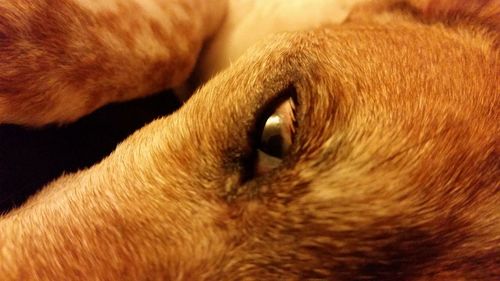 Close-up of a dog