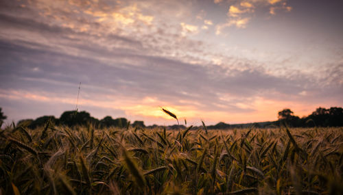 Close-up of wheat field against sky at sunset