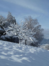 Trees on snow covered landscape against sky