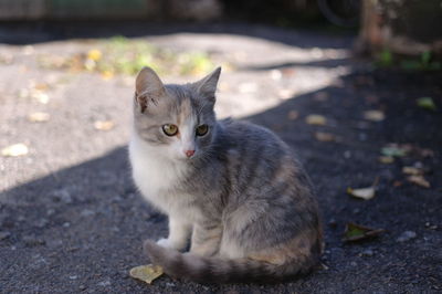 Portrait of cat sitting on footpath