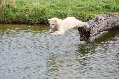 View of a dog in water