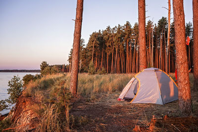View of tent in forest against sky