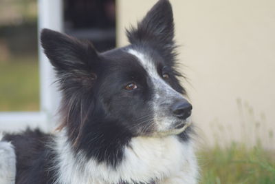 Close-up portrait of black dog