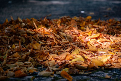 Close-up of dried leaves on field during autumn
