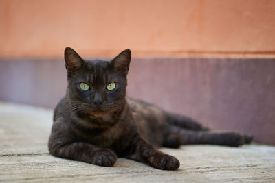 Portrait of cat resting on floor