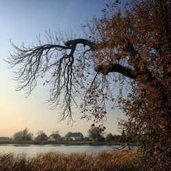 Reflection of trees in lake