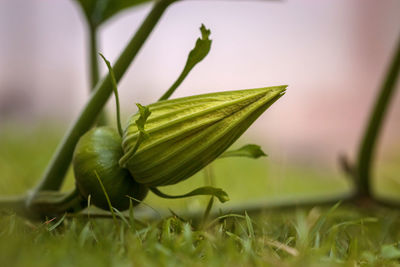 Close-up of fresh green leaf