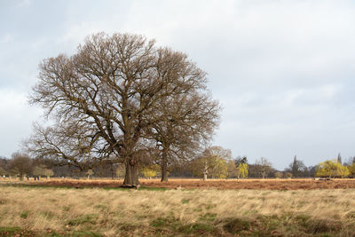 Bare tree on field against sky