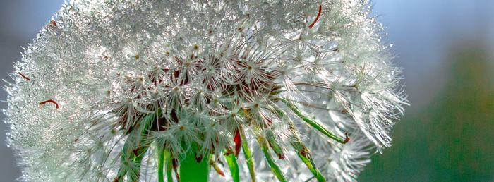 Close-up of dandelion on plant