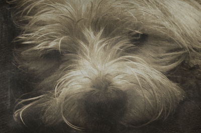 Close-up of dog