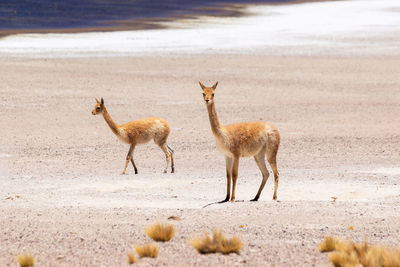 Vicuña standing on field