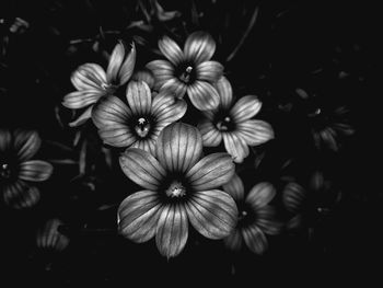 Close-up of flowers