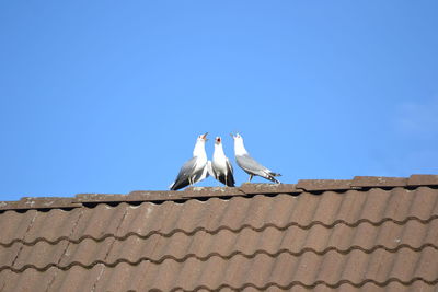 Low angle view of seagulls on roof against clear blue sky