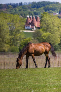 Horse grazing in a field