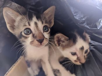 Close-up portrait of a kitten