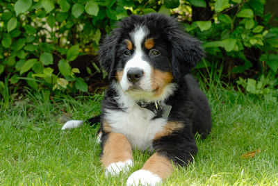 Portrait of dog sitting on grass