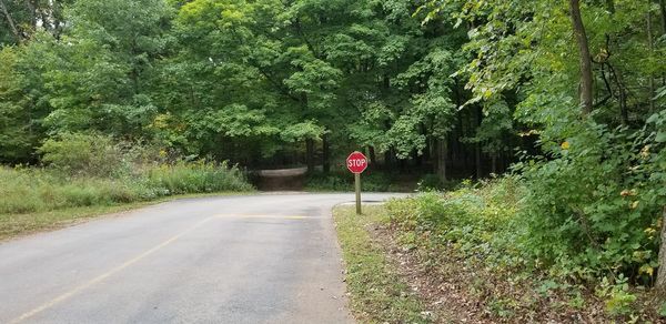 Road amidst trees and plants