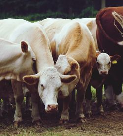 Portrait of cow standing in farm