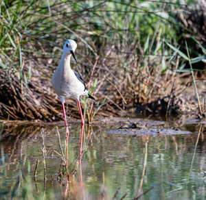 Bird perching on a lake