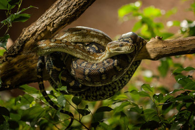 Close-up of lizard on tree