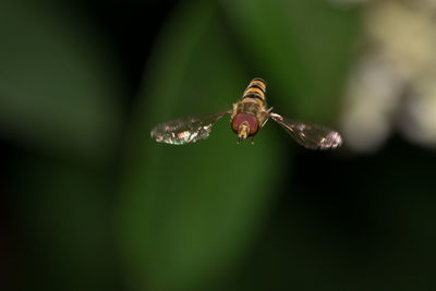 Close-up of hoverfly flying outdoors